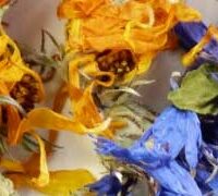 Gamme Équilibrante (Gestion du sucre, Mémoire, Féminité, Peau, Prostate, Sveltesse)