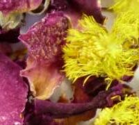 Gamme Tonifiante (Circulation veineuse, Digestion, Etat de fatigue, Foie, Immunité, Respiration)