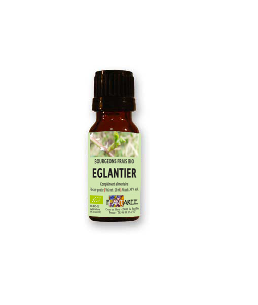 eglantier-gemmotherapie-plantaree